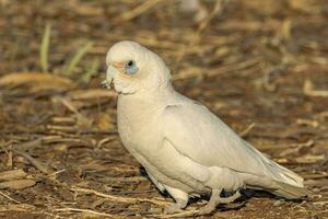 Little Corella in Australia photo