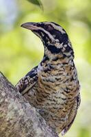 Pacific Koel in Australia photo