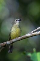 Fairy Gerygone in Australia photo