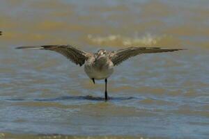 Bar-tailed Godwit in Australasia photo