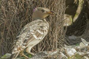 Great Bowerbird in Australia photo