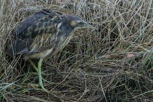 Australasian Bittern in New Zealand photo