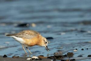 New Zealand Dotterel photo