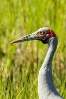 Brolga Crane in Australia photo