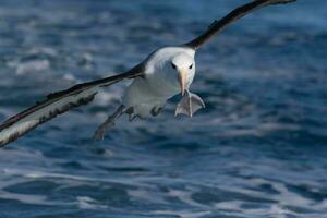 ceja negra albatros en australasia foto