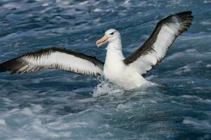 ceja negra albatros en australasia foto