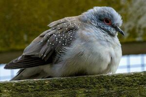 Diamond Dove in Australia photo