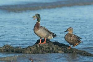 Common Mallard Duck photo