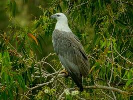 White-bellied Sea Eagle in Australia photo