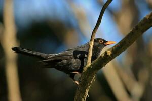 European Blackbird in Australasia photo