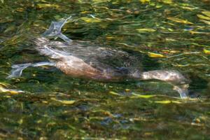 New Zealand Scaup Duck photo