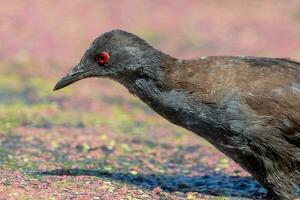 Spotless Crake in Australasia photo