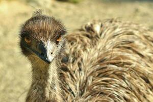 Emu Endemic Bird of Australia photo