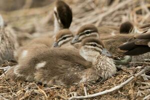 Maned Duck in Australia photo