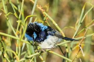 Superb Fairywren in Australia photo