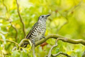 Shining Bronze Cuckoo photo