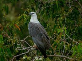 White-bellied Sea Eagle in Australia photo
