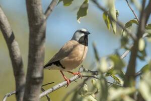 Black-throated Finch in Australia photo