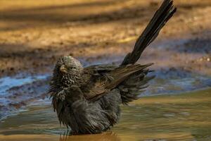 Apostlebird in Australia photo