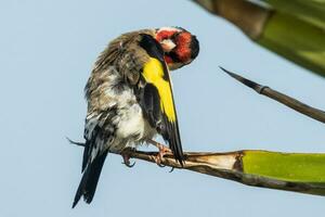 European Goldfinch Bird photo