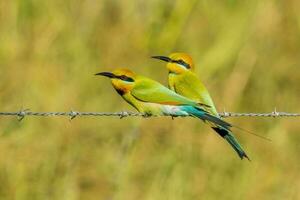 Rainbow Bee-eater in Australia photo