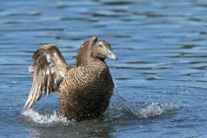 común eider en Inglaterra foto