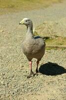 Cape Barren Goose in Australia photo