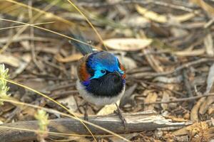 Purple-backed Fairywren in Australia photo