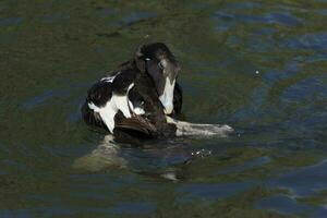 común eider en Inglaterra foto