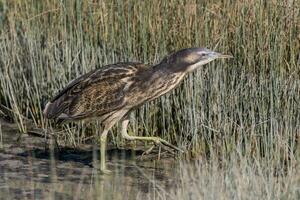 Australasian Bittern in New Zealand photo