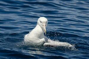 Southern Royal Albatross in Australasia photo