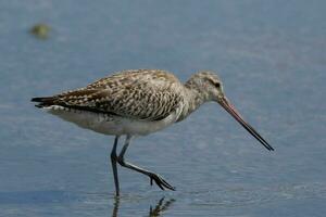 Bar-tailed Godwit in Australasia photo