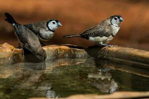 Double-barred Finch in Australia photo