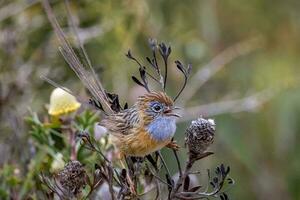 Southern Emu-wren in Australia photo