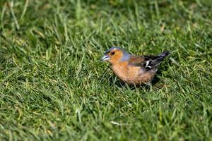 Common Chaffinch Bird photo