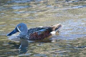 Australasian Shoveler Duck photo