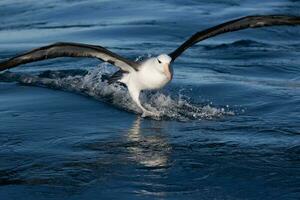 ceja negra albatros en australasia foto