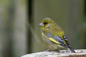 europeo finchada verde pájaro foto