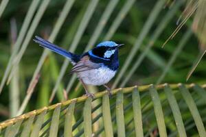 Superb Fairywren in Australia photo