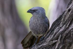 Apostlebird in Australia photo