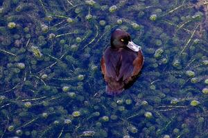 New Zealand Scaup Duck photo