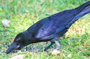 Large Billed Crow photo