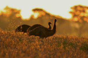 Emu Endemic Bird of Australia photo