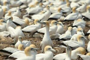 australasiano gannet en australasia foto