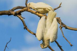 Little Corella in Australia photo