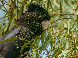 cola roja negro cacatúa en Australia foto