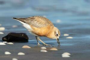 New Zealand Dotterel photo