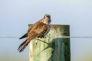 Horsfield's Bronze Cuckoo in Australia photo