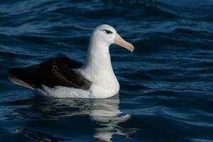 ceja negra albatros en australasia foto