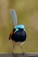 Red-winged Fairywren in Australia photo